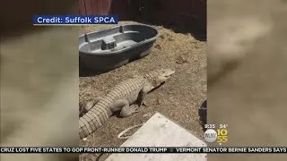 Alligator Seized From LI Home