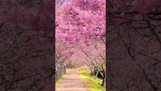 Kawazu Zakura cherry blossoms🌸 in Kawazu town in Shizuoka prefecture, Japan.