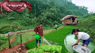 Full video 100 days | Build a farm, raise chickens, release fish | Live with nature