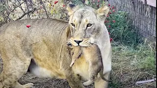 Мама Чоли и львята. Тайган. Крым | Cholie lions cubs