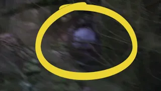 Bigfoot Dogman caught on camera tree peeking