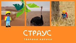 Страус. Тварини Африки | КоМарко