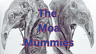 Moa Mummies
