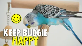 How to Keep Your Budgie Happy