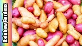 How to Grow Potatoes in a Square Foot Garden, Chit, Plant, & Harvest!