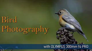 bird photography | olympus 300mm f4 pro & e-m1m3(em1 mark iii)