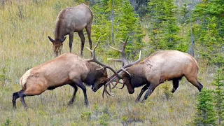 Epic Fight Between two Dominant Bulls During the Elk Rut