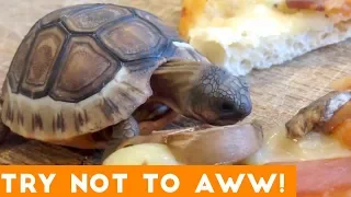 Ultimate Try Not to Aww Compilation of August 2018  | Funny Pet Videos