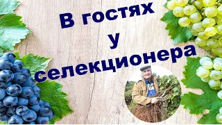 В гостях у виноградаря-селекционера Цуркана И.С.