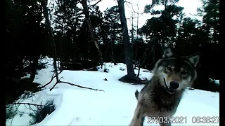 Весёлый волк перед фото ловушкой рассмешил всех.