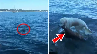 Пёс бросился в в воду и вытащил ЭТО! У хозяина челюсть отпала от находки!