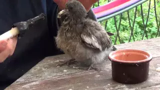 Herefordshire Wildlife Rescue - How to feed and care for a baby pigeon.