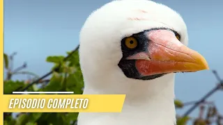 Impresionantes imágenes de la naturaleza salvaje de las Galápagos | Episodio Completo