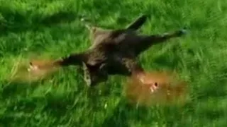 'Copter Cat' - Dead cat flies thru the sky