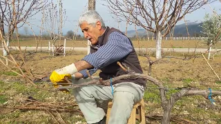 Bağ budama 2018