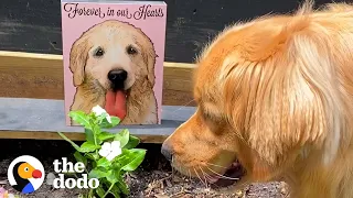 Golden Retriever Does Sweetest Thing To Honor His Big Sis | The Dodo