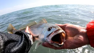 KOB FISHING - Easiest way to catch a KABELJOU - Squid Bait Demo