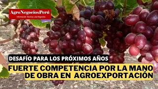 Fuerte competencia por la mano de obra en agroexportación