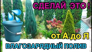 💧Осенний ВЛАГОЗАРЯДНЫЙ полив 🌲ХВОЙНЫХ🍎ПЛОДОВЫХ🫐ЯГОДНЫХ. Полив осенью. Полив деревьев осенью.