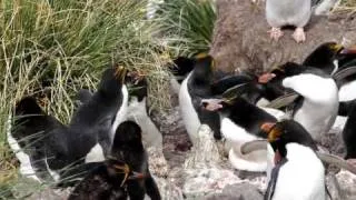 Macaroni penguin ecstatic display