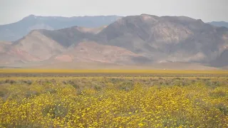 Massive bloom of wildflowers in California's Death Valley