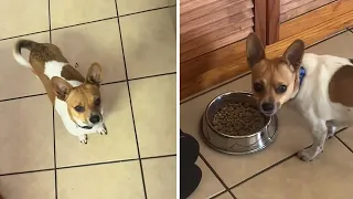 Pup won't eat his food unless it's "prepped" like his owner's meal