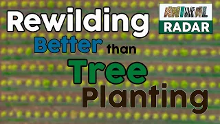 Rewilding Is Better Than Tree Planting Says Rewilding Britain👌🌳