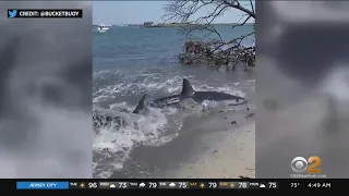 Shark spotted on Long Island shore