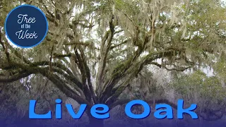 Tree of the Week: Live Oak