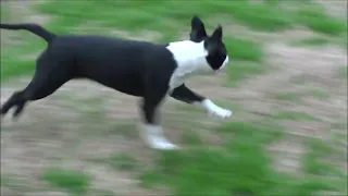 5 Month Old Boston Terrier - Full Throttle Play Zoomies