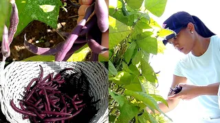 HOW TO GROW ROYAL BURGUNDY BUSH BEANS | THE LIFE OF A PURPLE BEANS❤️