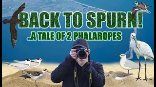 SPURN 2! ..a tale of 2 Phalaropes.