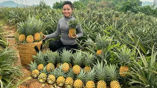 Harvest the yellow pineapple garden and bring it to the market to sell