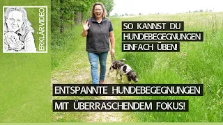 Entspannte Hundebegegnungen mit überraschendem Fokus! So Hundebegegnungen üben! ➡️ Praxisvideo ✔️