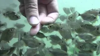 Killer Piranhas, do not watch if you don't like blood, at AquaScapeOnline.com,