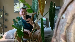 Big Philodendron Leaves & Unconventional Thoughts on Aroid Care