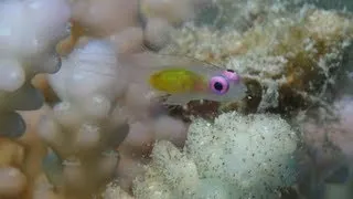 Marine aquarium fish in natural habitat - coral reef, Red Sea