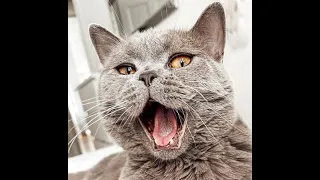 CAN YOU HOLD YOUR LAUGH? 😹- Crazy CATS at their best - International Cat