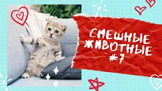 Смешные и милые животные ТикТок/Смешные коты/Chó Phốc Sóc Mini/Cute kittens, puppies Funny TikTok #7