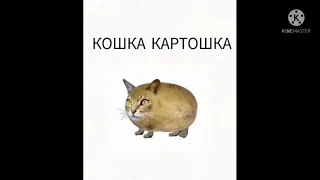 Кошка Картошка ускорение от 0,5 до 999х