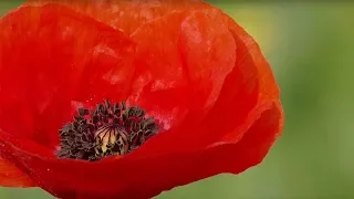 The Poppy: A Symbol of Remembrance