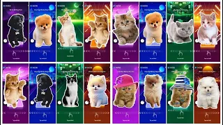 Cute Cats vs Cute Puppy All Video Megamix Lady Gaga Blackpink Shakira Bloody Mary Waka Waka.