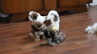 8 weeks old ShihTzu Puppies at play, also with momma.