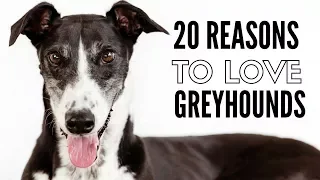 20 Things I Love About My Greyhounds