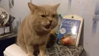 What Does the Cat Say?