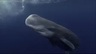 Sperm Whales Dealing : With The Unexpected - Wildlife Documentary