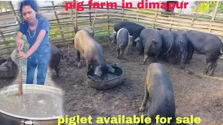 pig farming in Nagaland || my new pig farm || how we feed to our pig / full video