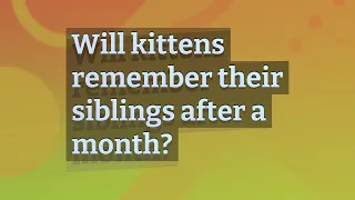 Will kittens remember their siblings after a month?