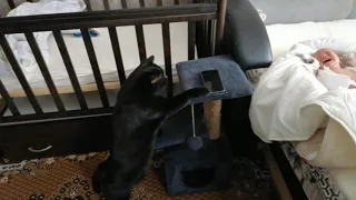 Первая реакция кота на новорожденного ребенка