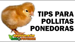 TIPS PARA POLLITAS PONEDORAS